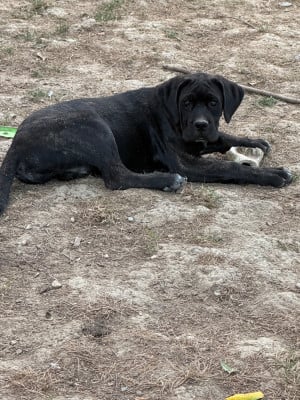 Cane Corso