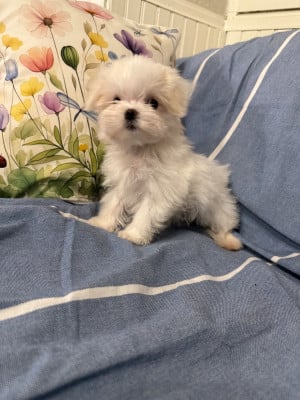 Bichon maltais