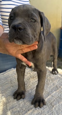Les chiots de Cane Corso