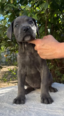 Les chiots de Cane Corso