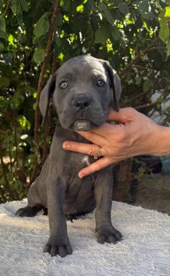 Les chiots de Cane Corso