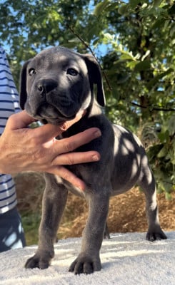 Les chiots de Cane Corso