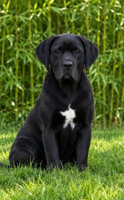 Les chiots de Cane Corso