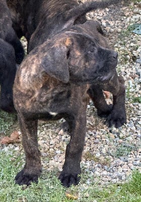 Les chiots de Cane Corso