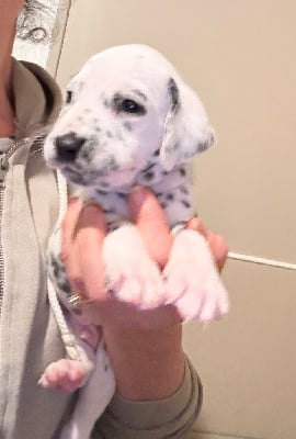 Les chiots de Dalmatien