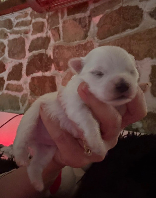 Les chiots de Bichon maltais