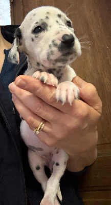 Les chiots de Dalmatien