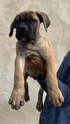 Les chiots de Cane Corso