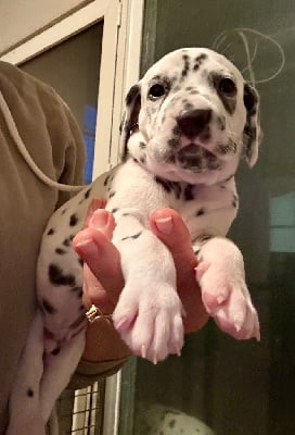 Les chiots de Dalmatien