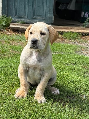 Les chiots de Cane Corso