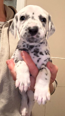 Les chiots de Dalmatien