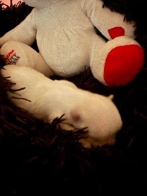 Les chiots de Bichon maltais