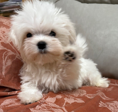 Les chiots de Bichon maltais