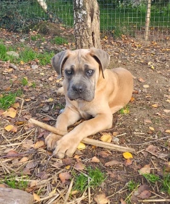 Les chiots de Cane Corso