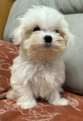 Les chiots de Bichon maltais