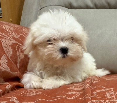 Les chiots de Bichon maltais