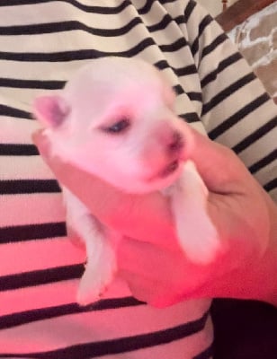 Les chiots de Bichon maltais