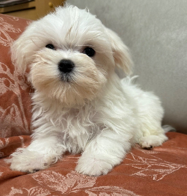 Les chiots de Bichon maltais