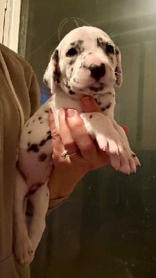 Les chiots de Dalmatien