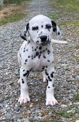 Les chiots de Dalmatien