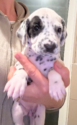 Les chiots de Dalmatien