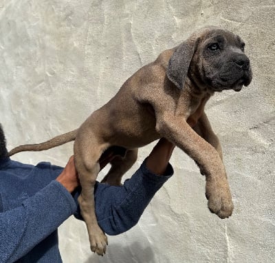 Les chiots de Cane Corso
