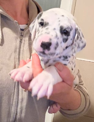 Les chiots de Dalmatien