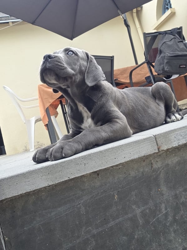 Cane Corso - Valma's Signature
