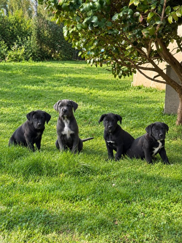 Cane Corso - Valma's Signature