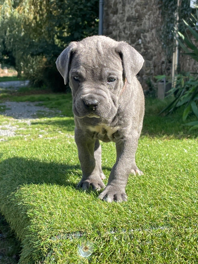 CHIOT 10 grise