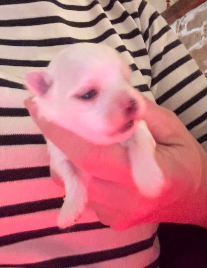 Bichon maltais - Valma's Signature