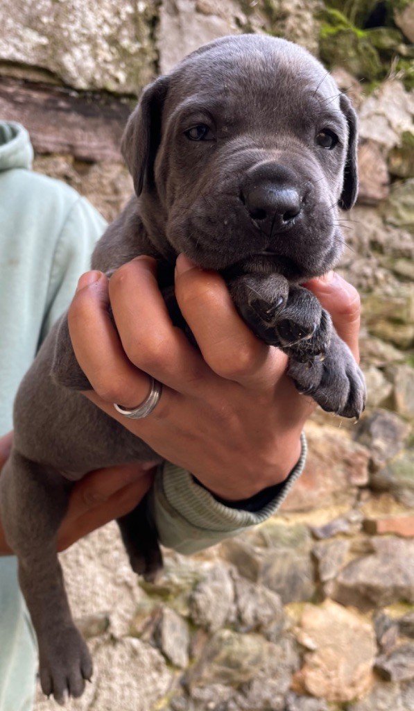Chiot Cane Corso - CHIOT 4 gris bringé Valma's Signature