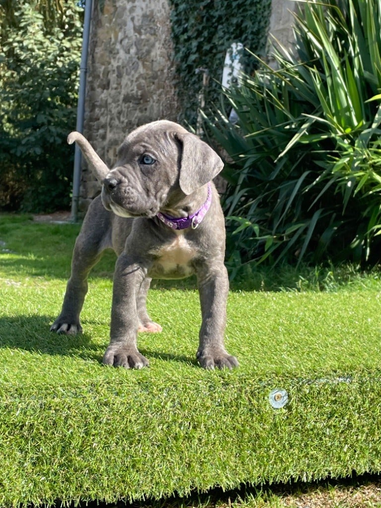 CHIOT 5 gris bringé