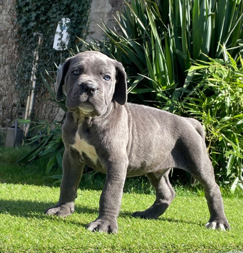 CHIOT 1 gris