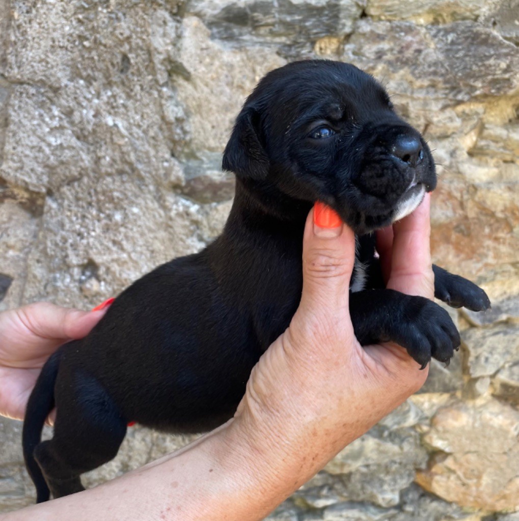 CHIOT 7 noire