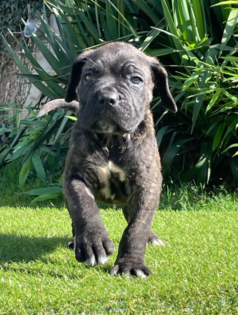 CHIOT 2 noir bringé rouge