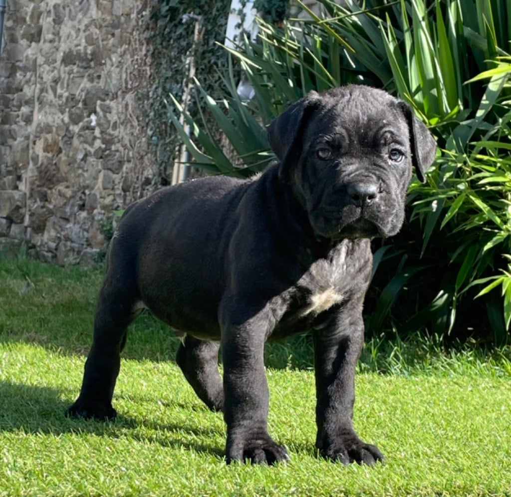 CHIOT 3 noir