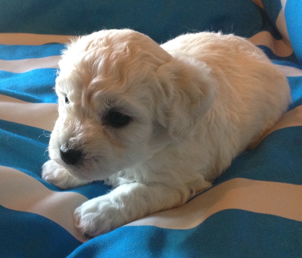 Chiot Bichon frise, mâle disponible en Pays de la Loire