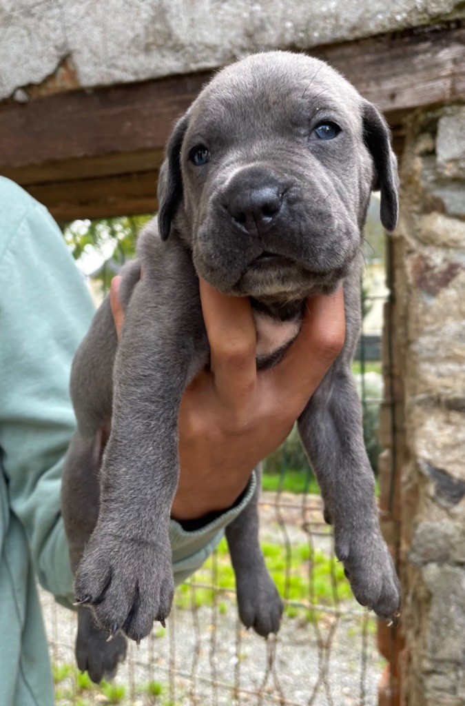 Chiot Cane Corso - CHIOT 9 grise bringé Valma's Signature