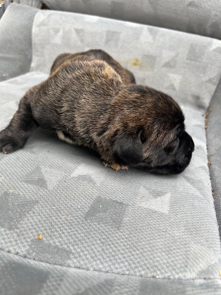 CHIOT 2 noir bringé rouge