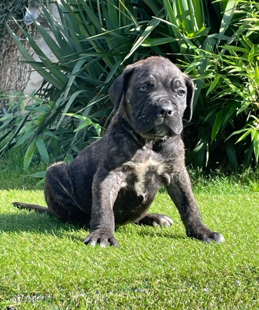 CHIOT 2 noir bringé rouge