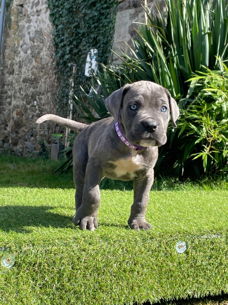 CHIOT 5 gris bringé