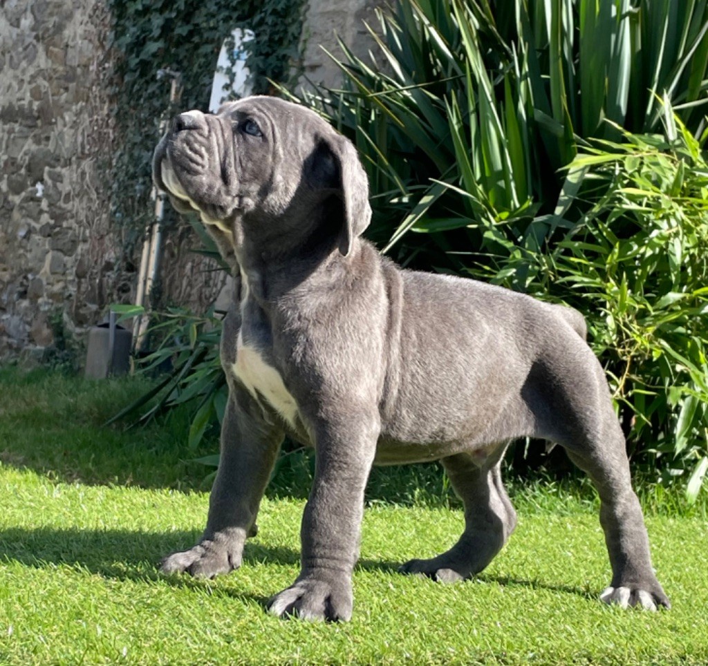 CHIOT 1 gris