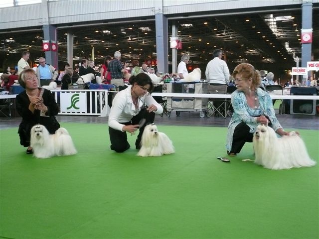 CH. lora's dream of white Ella - R.C.A.C.S/ R.C.A.C.I.B