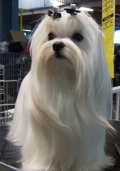 CH. lora's dream of white Ella - CACS/CACIB Meilleur de race