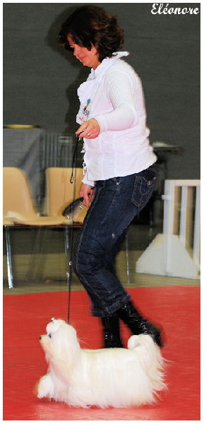 CH. lora's dream of white Ella - CACIB CACS MEILLEUR DE RACE