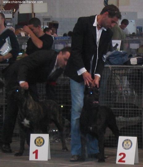 CH. Furia (Sans Affixe) - 2 EXC R.C.A.C.S