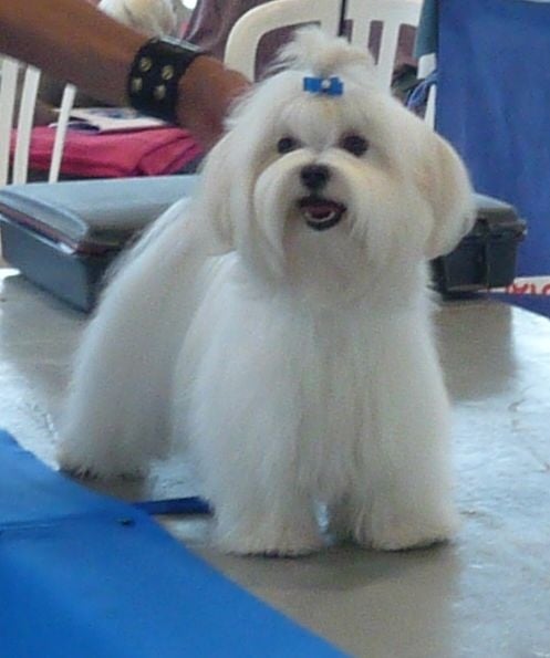 Erinlee Du Clos des Trois Rivières - Très prometteur Meilleur Puppy