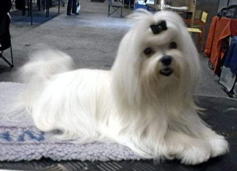 Erinlee Du Clos des Trois Rivières - 1 er excellent meilleur jeune