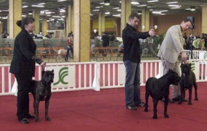 CH. Furia (Sans Affixe) - 2 eme EXCELLENT R.C.A.C.S R.C.A.C.I.B